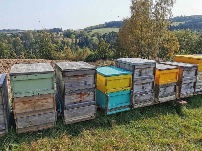 Colourful beehives (apis) stand in a meadow in an autumnal landscape under a clear sky, Franconian Forest nature park Park