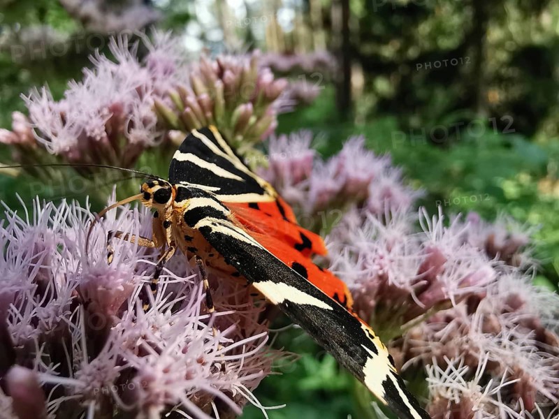 A Jersey tiger (euplagia quadripunctaria) in close-up on a flowering plant in the forest, Thuringian Forest nature park Park