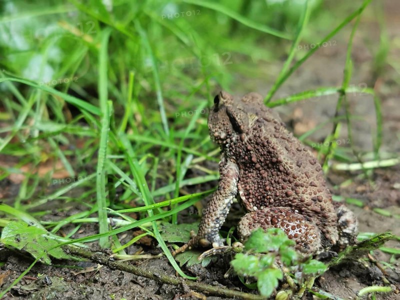 A brown common toad (bufo bufo) sits on the ground surrounded by grass in the forest, Franconian Forest nature park Park