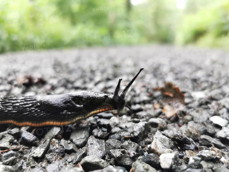Close-up of a Black slug (Arion ater) crawling over an asphalt road, Franconian Forest nature park Park
