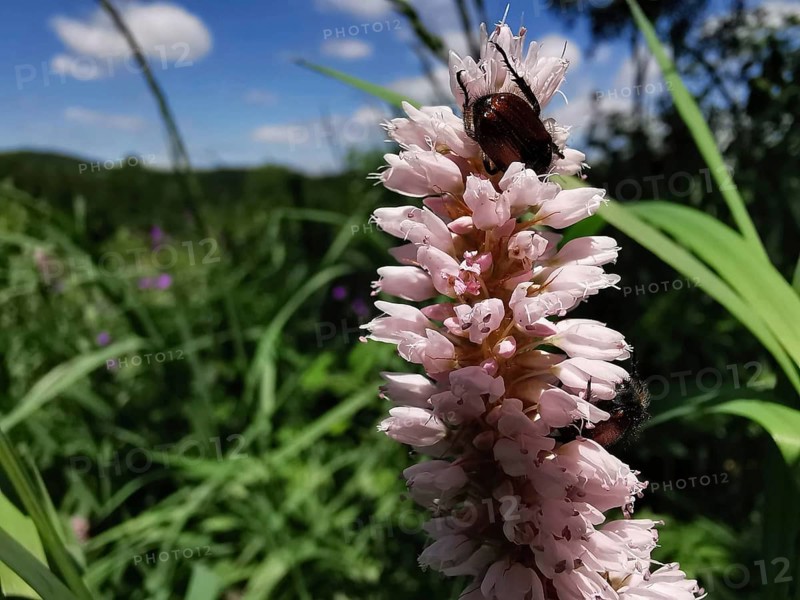 Pink flowers of the meadow knotweed (bistorta officinalis) with a beetle on it, surrounded by green foliage under a blue sky, Franconian Forest nature park Park