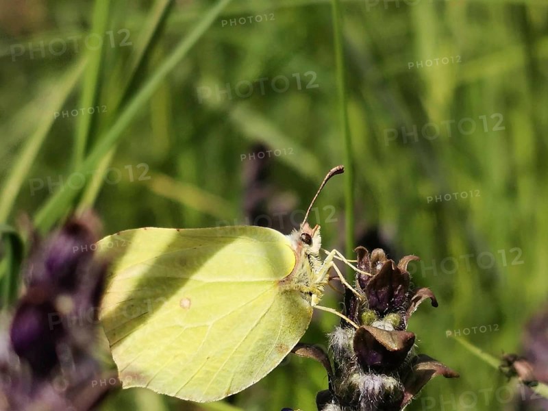 Close-up of a lemon butterfly (Gonepteryx rhamni) on a flower in green grass, Rennsteig, Thuringian Forest nature park Park
