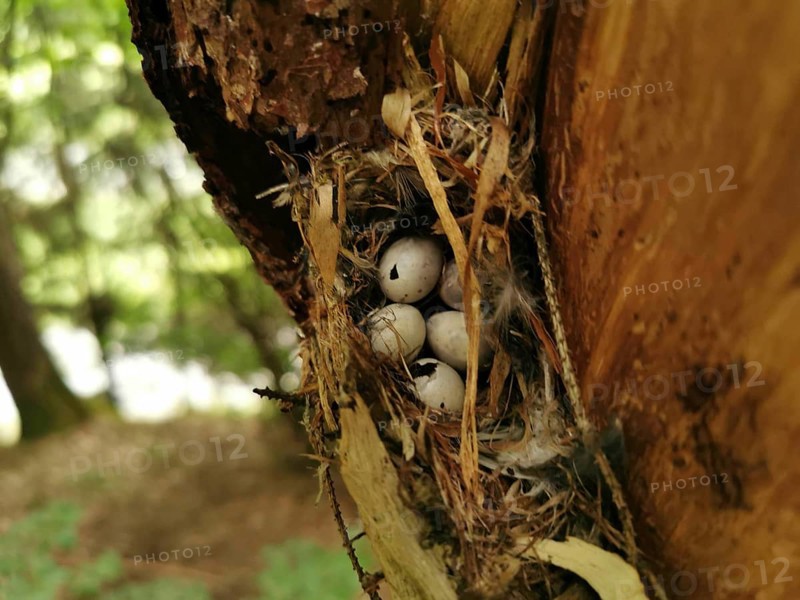 A bird's nest with eggs nestled in a tree trunk in the forest, Fichtelgebirge nature park Park
