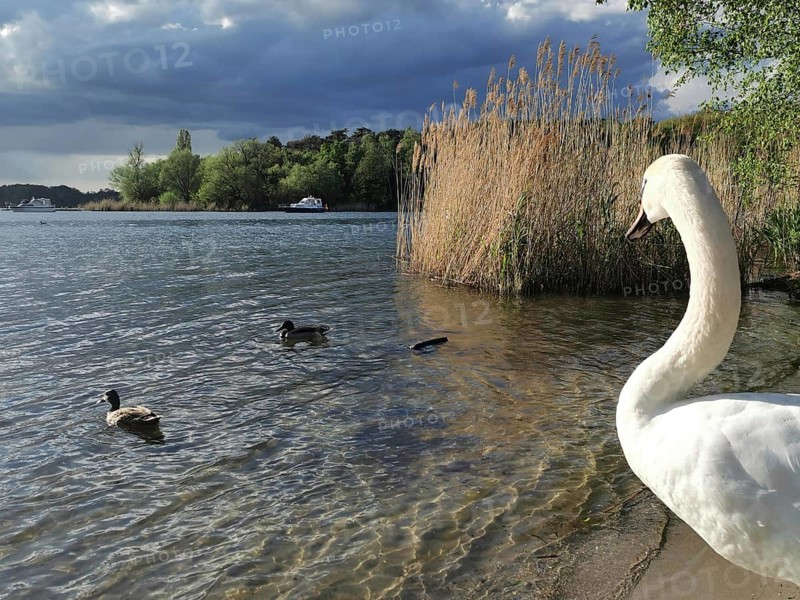 A swan (cygnus) watching ducks (anates) on the shore of a lake next to reeds under a cloudy sky, Tegeler See, Berlin