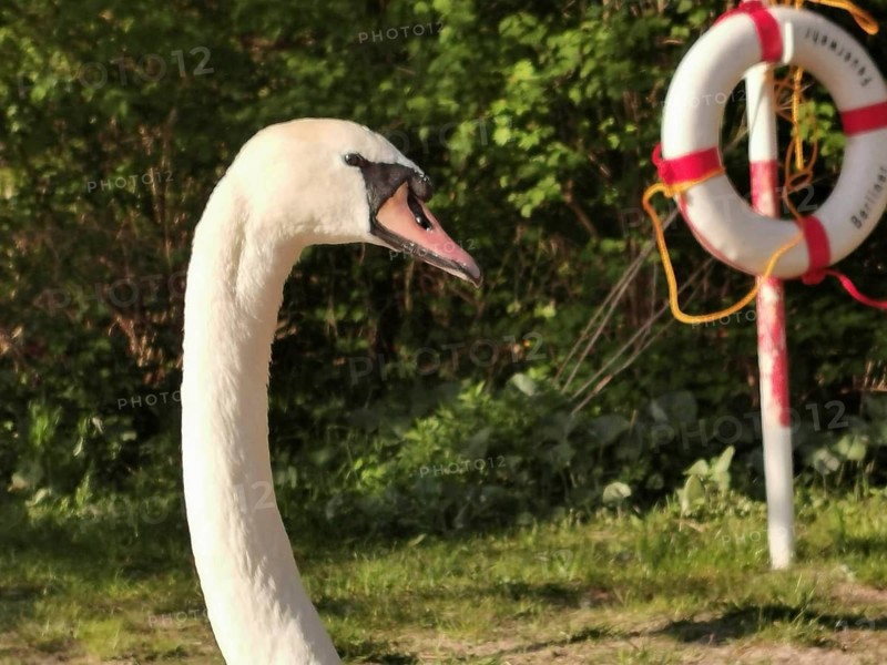A swan (Cygnus) in profile with a lifebuoy in the background, surrounded by nature in the sunlight, Tegeler See, Berlin