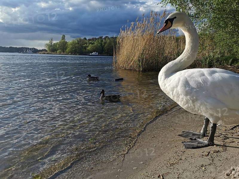 A swan (Cygnus) stands on the shore of a lake next to ducks (anates) and reeds under a cloudy sky, Tegeler See, berlin