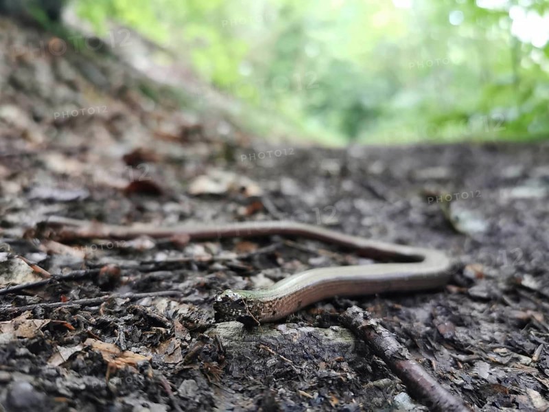 A slow worm (anguis fragilis) lies stretched out on a forest path, Franconian Forest nature park Park