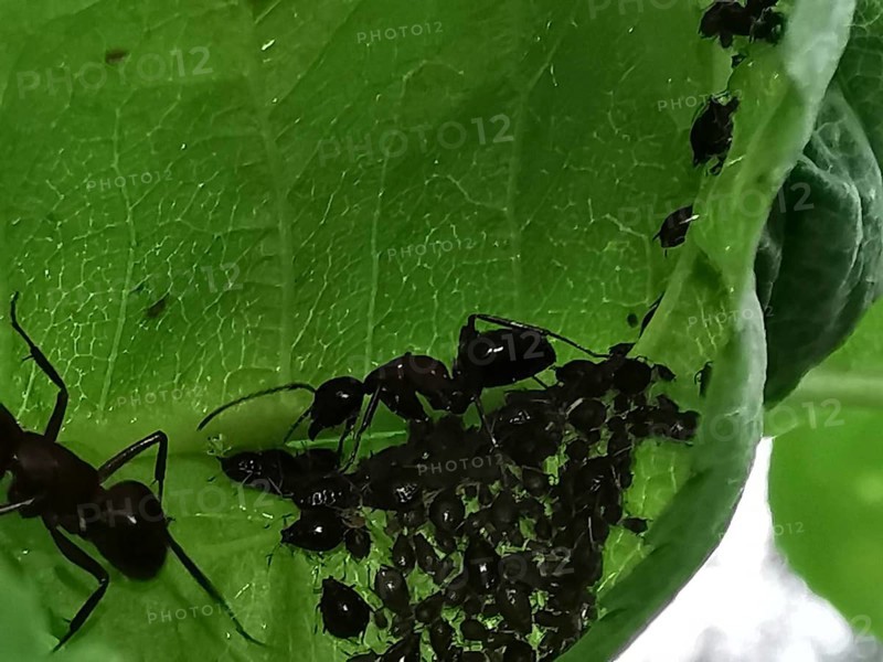 Close-up of ants (formicidae) and black aphids (aphidoidea) crawling on a green leaf, Franconian Forest nature park Park