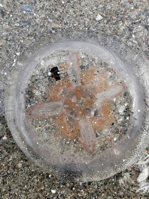 Jellyfish (medusae) with visible entrails on the beach on sand, surrounded by small shells and water, Baltic Sea