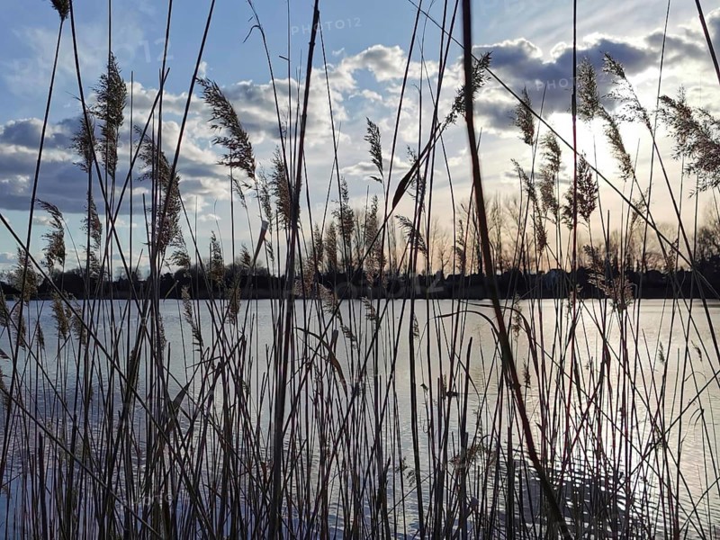 Grasses on the lakeshore, sunset and clouds in the sky create a peaceful atmosphere, Berlin