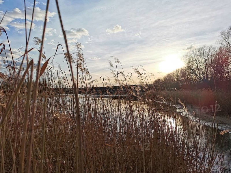 Reeds on the lakeside in sunshine, quiet winter atmosphere, Berlin