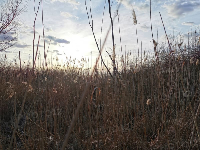 Tall grass at sunset, slightly cloudy sky in the background, Berlin