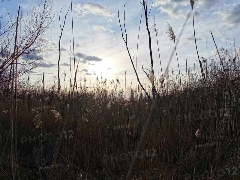 Sunset through tall grasses, sky with clouds in the background, Berlin