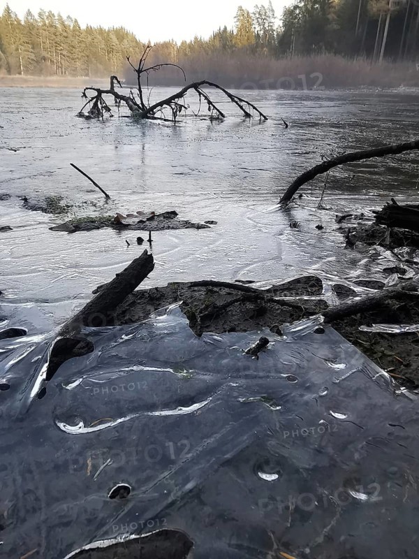 Frozen lake with branches lying in ice, surrounded by coniferous forest, hiking along the green belt, Frankenwald nature park Park