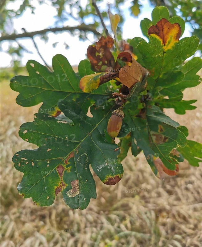 Close-up of oak leaves (quercus) and acorns, autumnal colours visible, Baltic Sea