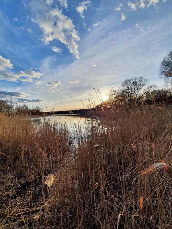 Calm lake at sunset surrounded by reeds and a cloudy sky, Berlin
