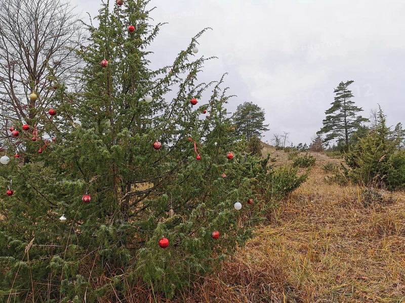 Outdoor Christmas tree red glass balls as decoration in a wintry, grassy glade, hiking in the Franconian Forest nature park Park