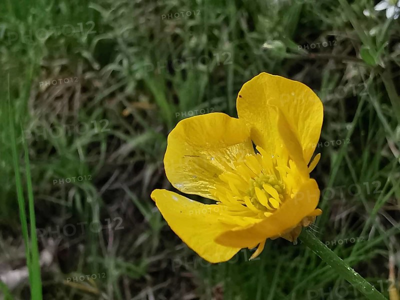 Yellow buttercup (ranunculus acris) in close-up, surrounded by blurred green grass, Franconian Forest nature park Park