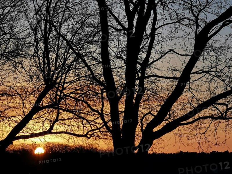 Sunset behind trees at dusk at Müggelsee, Köpenick, Berlin