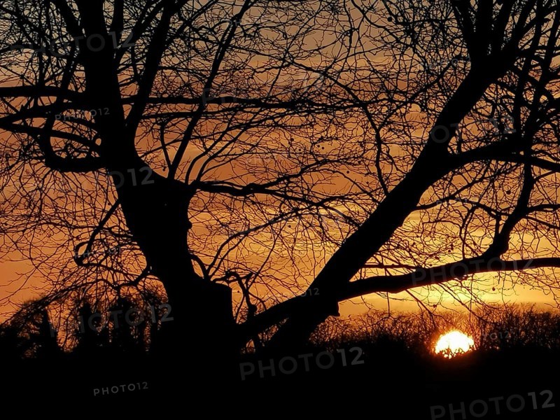 Trees as a silhouette in front of an orange sunset at Müggelsee, Köpenick, Berlin