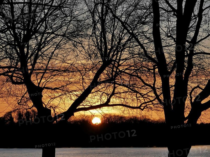 Sunset behind silver trees at Müggelsee, Berlin