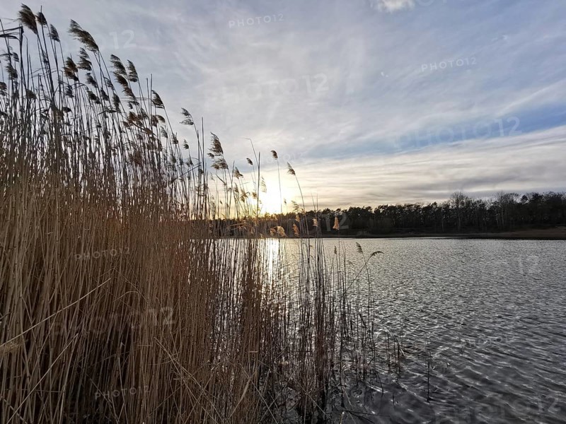 Peace at the lake, reeds and setting sun behind clouds, Berlin