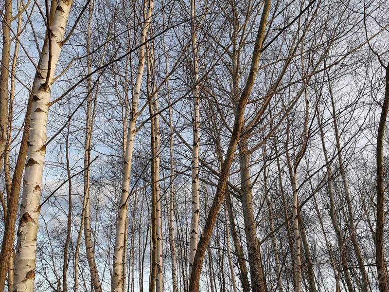 Bare birch trees (Betula) in front of a clear sky in winter, Berlin