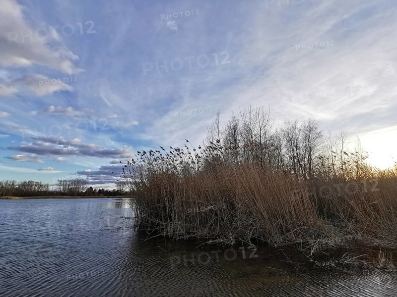 Reeds on the lakeside with cool sky and clouds in the background, Berlin