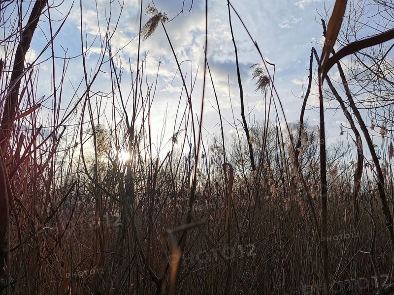 Sunlight falls through tall grasses, blue skies and clouds create a romantic scene, Berlin