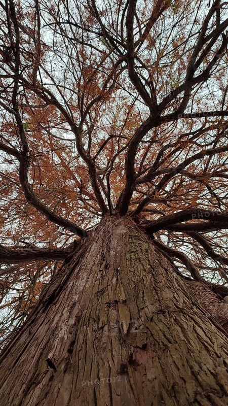 Dramatic view of a large tree with branching branches with close-up of the tree bark, view of the tops, Frankenwald nature park Park