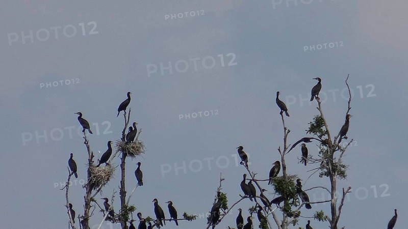 Flock of Comorants (Phalacrocoracidae) on branches, some with nests, against a clear sky, Bad Saarow