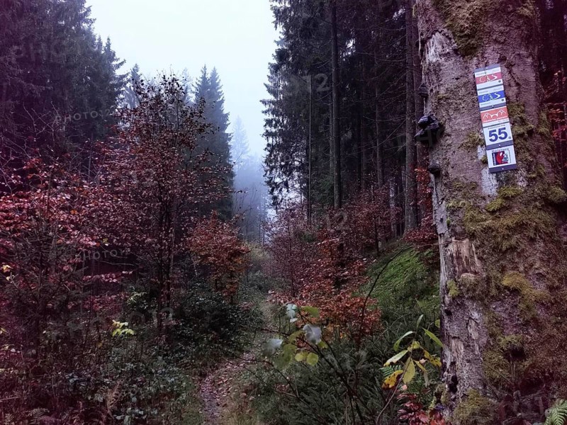 Picturesque, foggy forest trail with colorful autumn leaves and silence, signpost on a tree, hiking in the Franconian Forest nature park Park