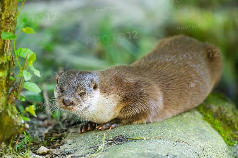 Eurasian otter (Lutra lutra) lying on a rock, Bavaria, Germany