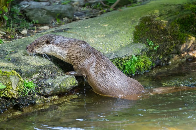 Eurasian otter (Lutra lutra) climbing out of the water on a rock, Bavaria, Germany