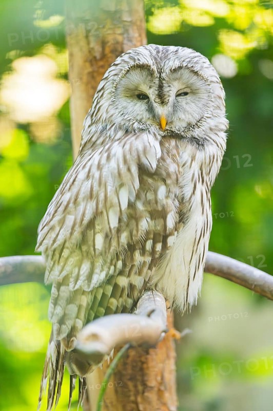 Ural Owl (Strix uralensis) sitting on a branch, Bavaria, Germany
