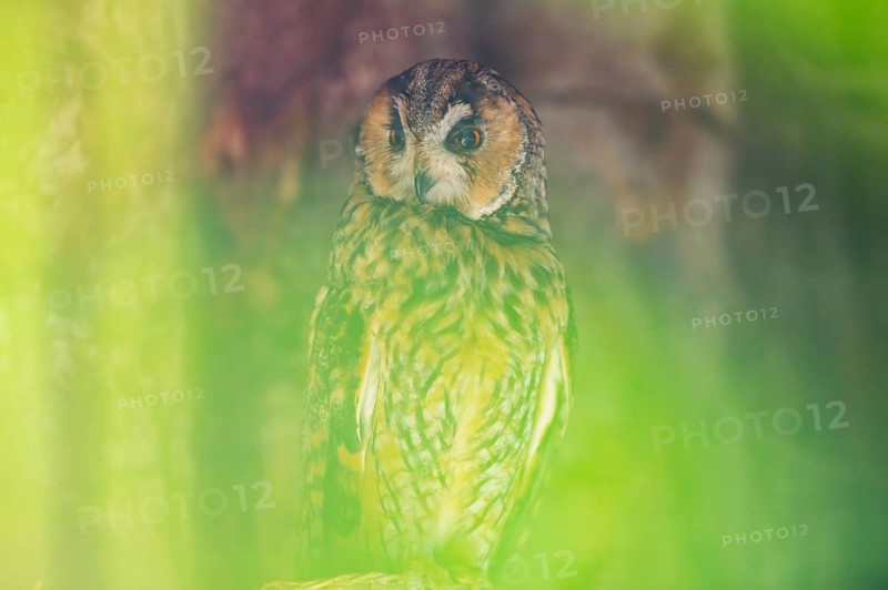 Long-eared owl (Asio otus) or lesser horned owl, sitting, captive, Germany