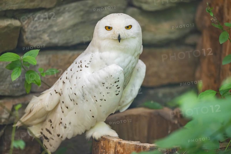 Snowy owl (Bubo scandiacus) sitting on a tree trunk in front of a stone wall, Bavaria, Germany