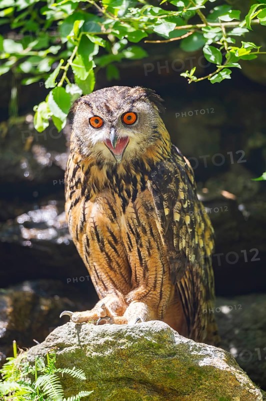 Eurasian eagle-owl (Bubo bubo) sitting on a rock, calling, Bavaria, Germany