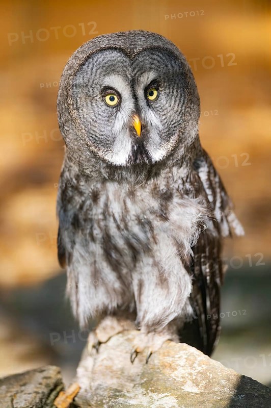 Great grey owl (Strix nebulosa), portrait, Bavaria, Germany