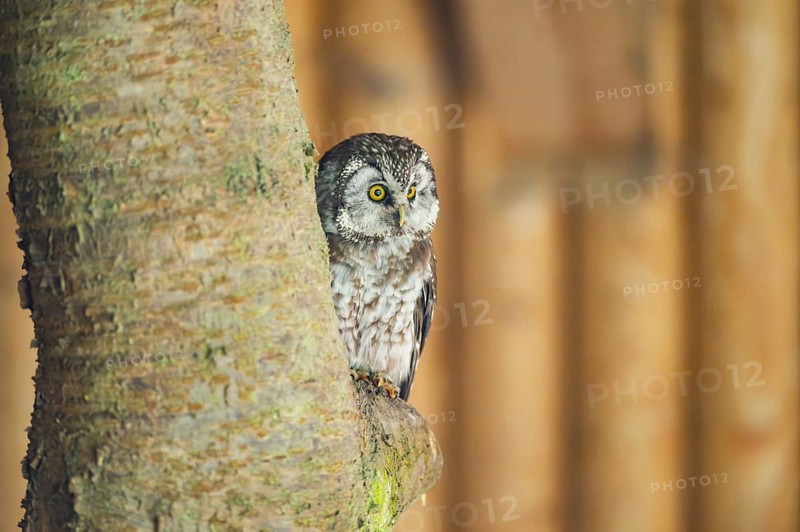 Boreal owl (Aegolius funereus) sitting on a branch, Bavaria, Germany