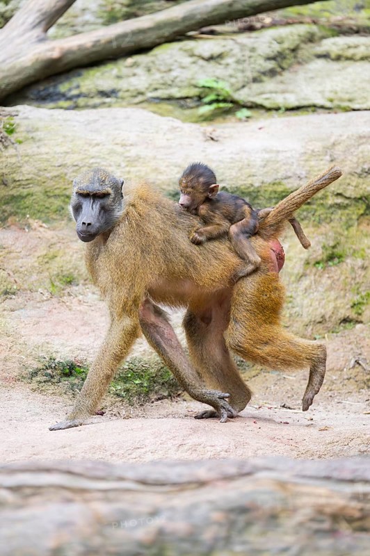 Guinea baboon (Papio papio) youngster hanging on its mothers back, Bavaria, Germany Europe