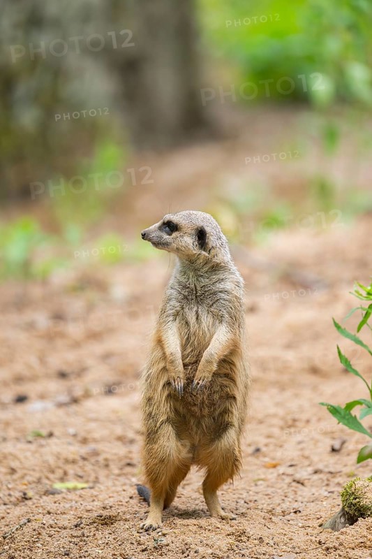 Close-up of a meerkat or suricate (Suricata suricatta) stands on its hind legs on the ground, Germany