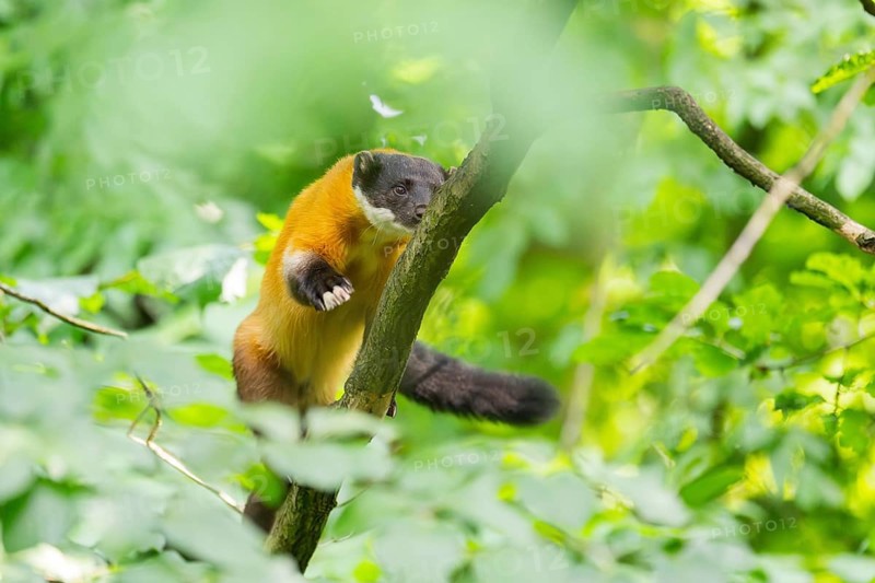 Yellow-throated marten (Martes flavigula) on a branch in summer, Germany