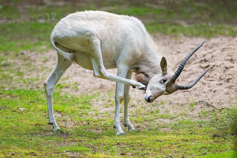 Addax (Addax nasomaculatus), standing on a meadow, Bavaria, Germany