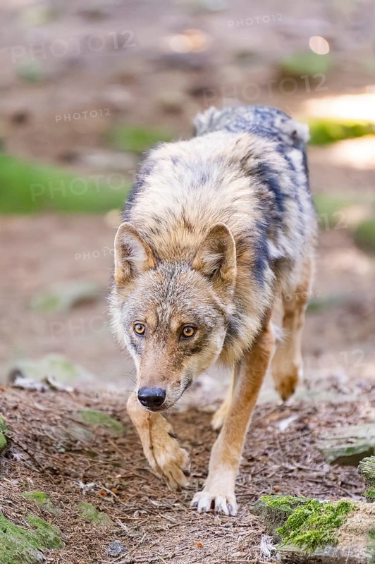 European gray wolf (Canis lupus lupus) walking in a forest, Germany