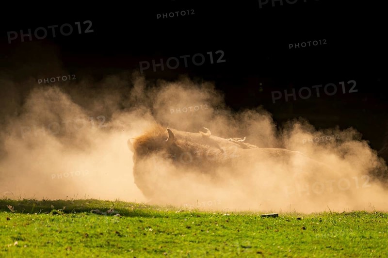 European bison (Bison bonasus) rolls on the ground in the dust against the light as the sun sets, Germany