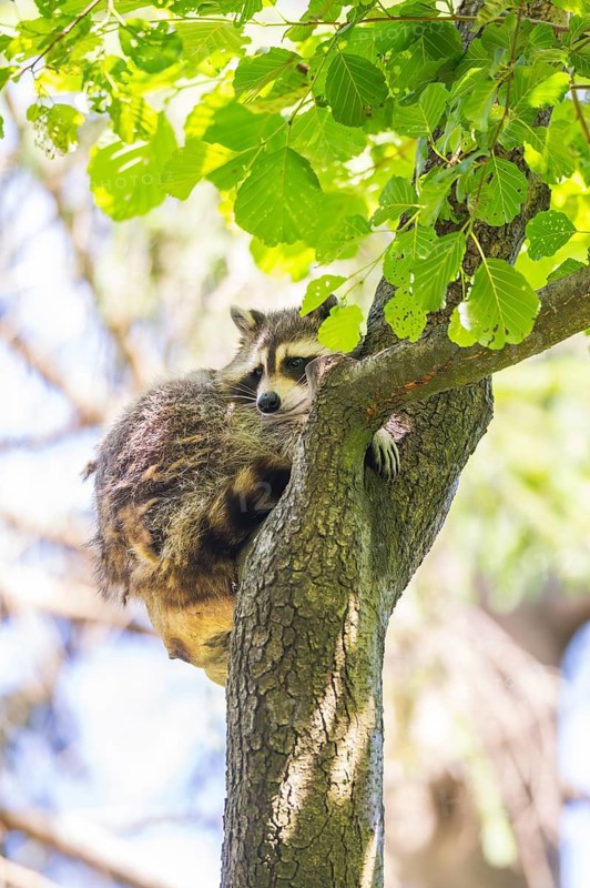 Common raccoon (Procyon lotor) on a tree in summer, Bavaria, Germany