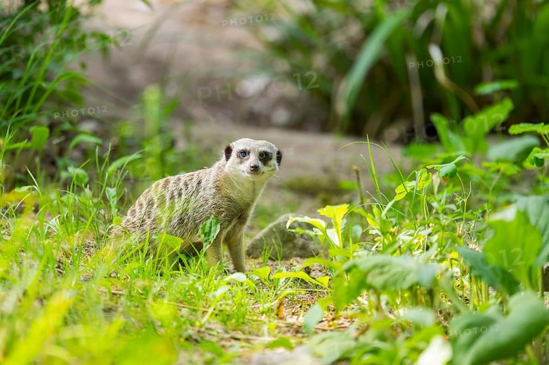 Meerkat (Suricata suricatta) sitting on the ground in the grass, captive, Germany