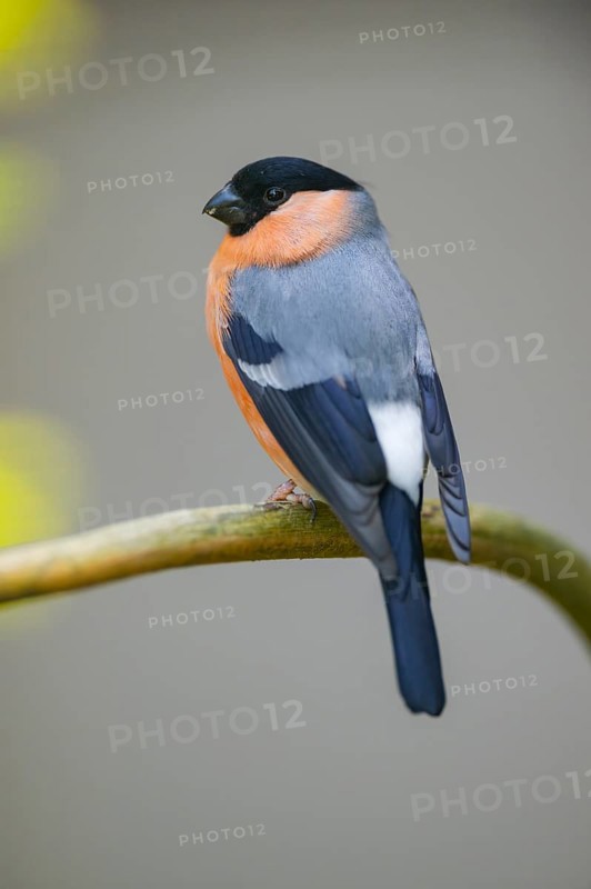 Eurasian bullfinch (Pyrrhula pyrrhula) male sitting on a branch, Bavaria, Germany
