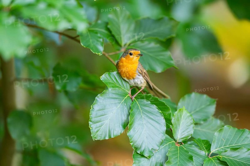 European robin (Erithacus rubecula) sitting on a branch, Bavaria, Germany